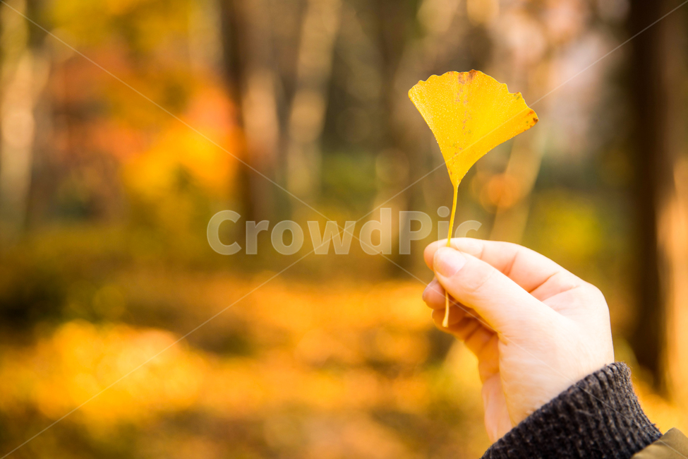 은행잎,나무잎,가을,노랑,식물,손,은행잎손,가을,계절,fall,autumn,season,사람,인물,인간,human,person,신체일부,몸,body,leaf,잎,plant