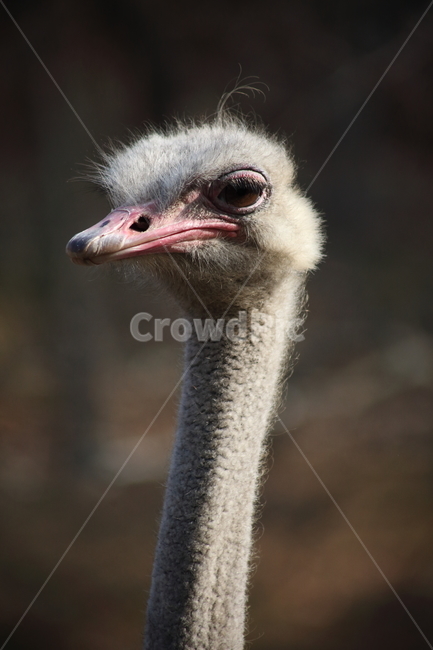 타조,동물,새,animal,ostrich,동물,animal,조류,새,birds