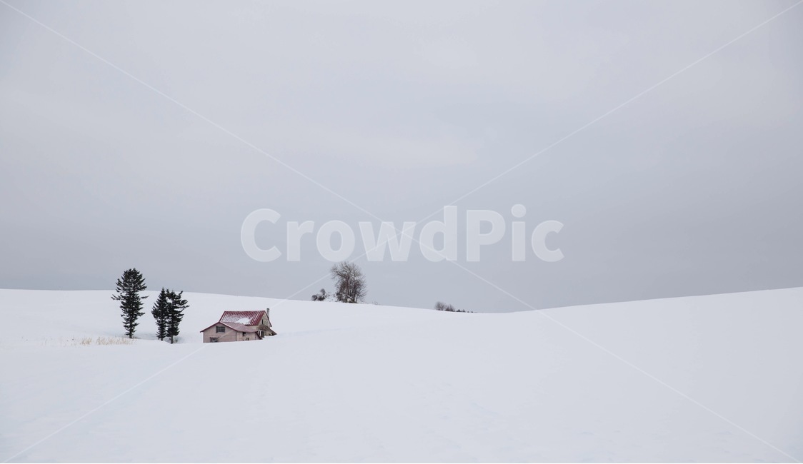 겨울,눈,설원,북해도,홋카이도,비에이,겨울,계절,winter,season