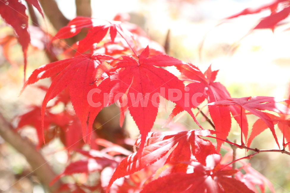 단풍,단풍나무,빨간색,가을,단풍잎,나무,나뭇잎,가을,계절,fall,autumn,season,plant,식물,leaf,잎,tree