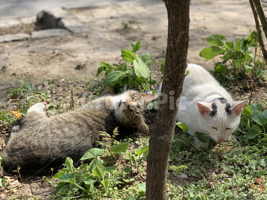 고양이,길고양이,길냥이,풀숲,여유,동물,animal,포유류,mammal,고양이,cat,kitten,kitty