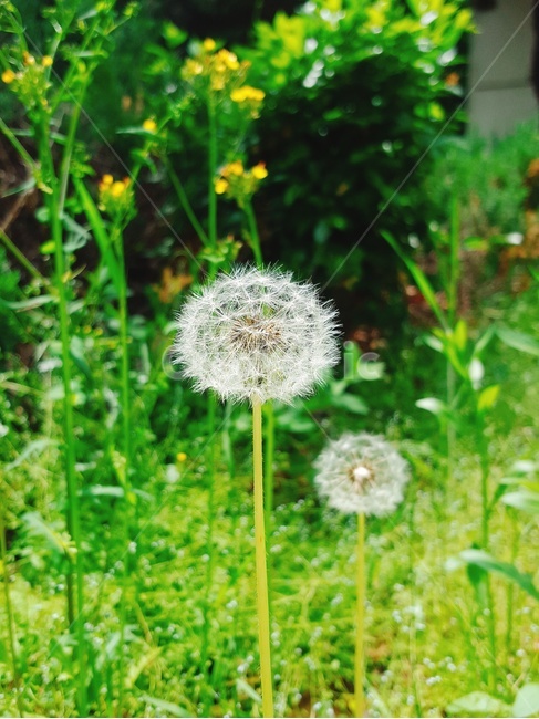 민들레씨,바람,후,민들레꽃,낙하산