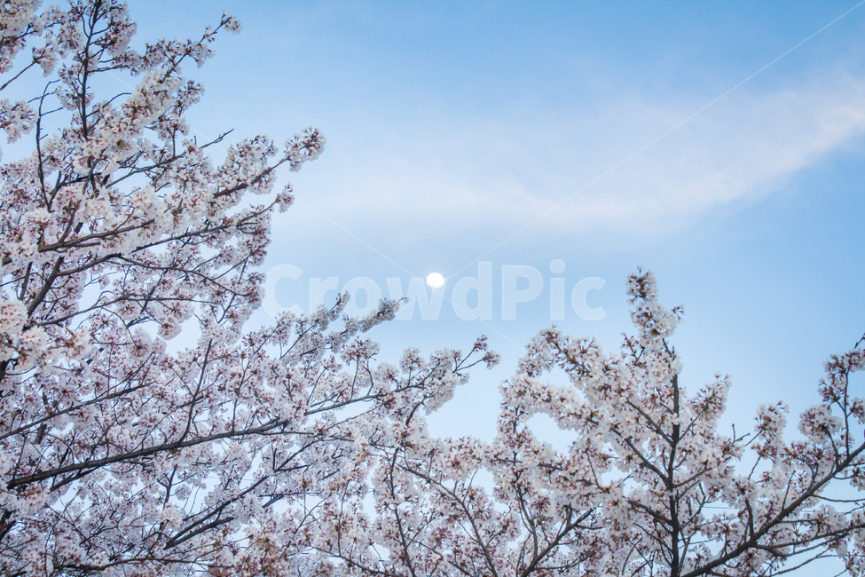 벚꽃,cherryblossom,봄꽃,꽃,flower,봄,spring,밤,하늘,sky,달,moon
