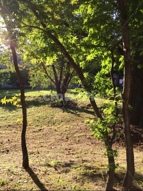 교정,숲,풍경,봄,tree,나무,plant,식물,나무줄기,treetrunk