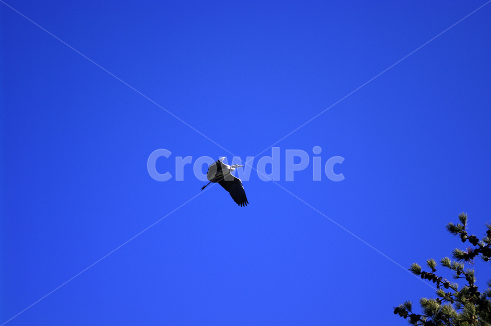 하늘,새,날개,창공,파란,color,동물,animal,조류,새,birds