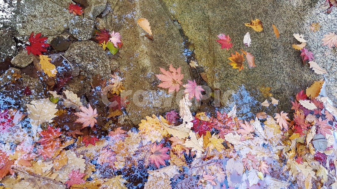 도봉산,단풍,도봉산단풍,가을풍경,단풍나무,단풍잎,도봉산거북골,가을,계절,fall,autumn,season,leaf,잎,plant,식물,tree,나무