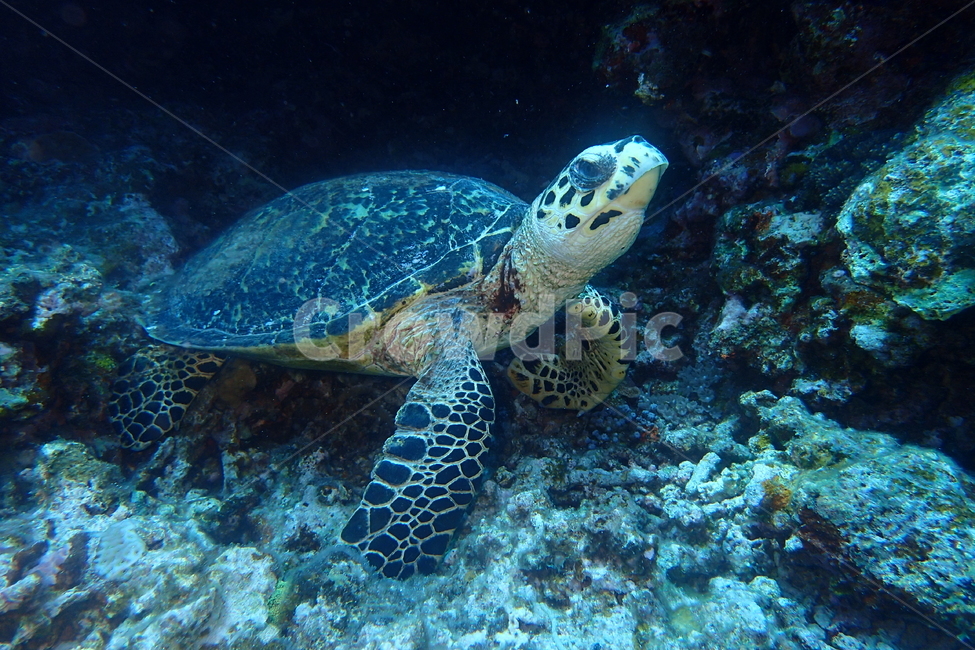 turtle,거북이,바다속,스쿠버다이빙,해양생물,동물,animal,파충류,양서류,reptile,amphibian
