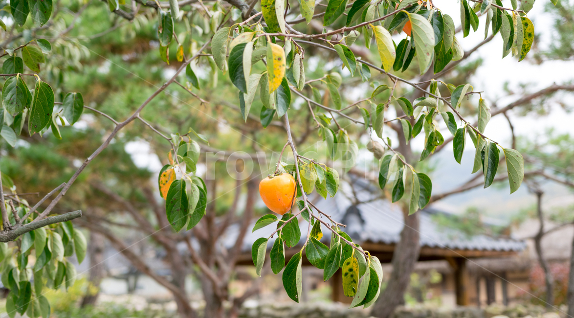 감,시골,야채,과일,가을,계절,식물,자연,plants,nature,과일,열매,fruit