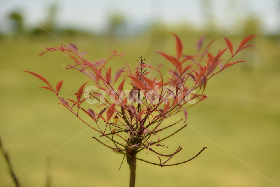 꽃,자연,접사,힐링,신선함,season,plants,nature,flower,sensible,feeling,색깔,색상,색채,색감,colorsense,colorsensitivity,feelingofcolor,감성,평온함,느낌,휴식,녹색,하늘,빨강