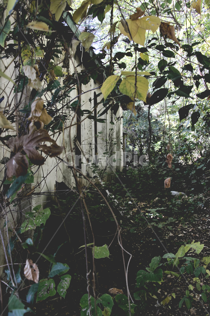 폐가,색감,분위기,빈티지,감성,식물,자연,plants,nature
