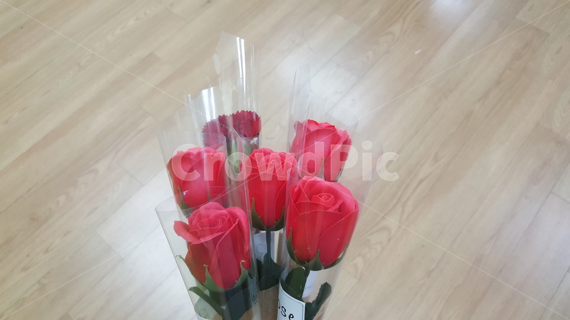 꽃,카네이션,식물,축하,기념일