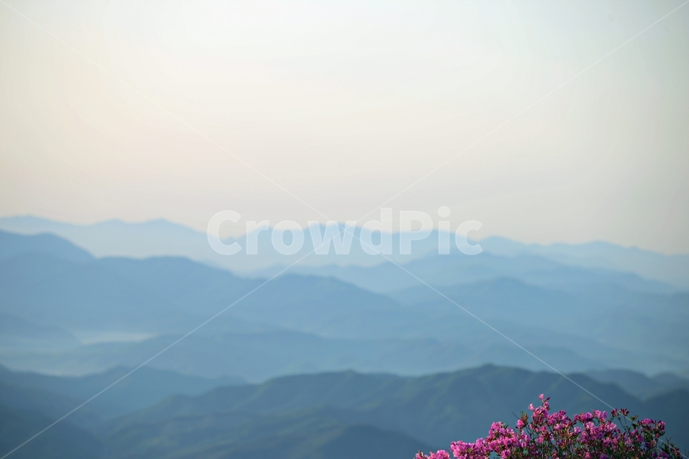 철쭉,산넘어산,감성,스펙트럼,산안개,구름,몽환,자연,풍경,nature,landscape,한국자연풍경,한국자연경관,korea nature landscape,outdoors,옥외