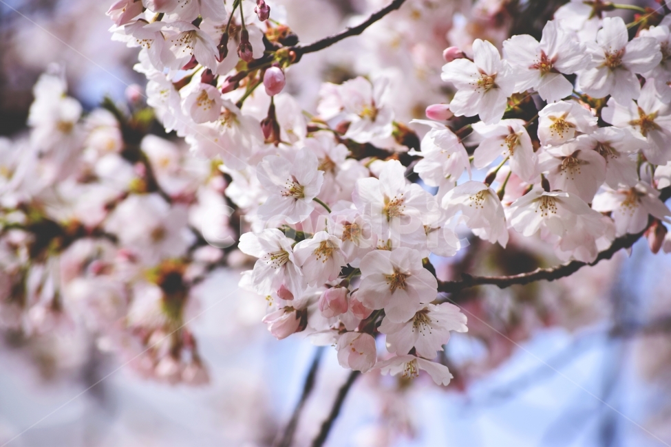 봄,벚꽃,꽃,핑크,분홍,봄,계절,spring,season,식물,자연,plants,nature,꽃,flower,감성,sensible,feeling,plant,blossom,cherry blossom