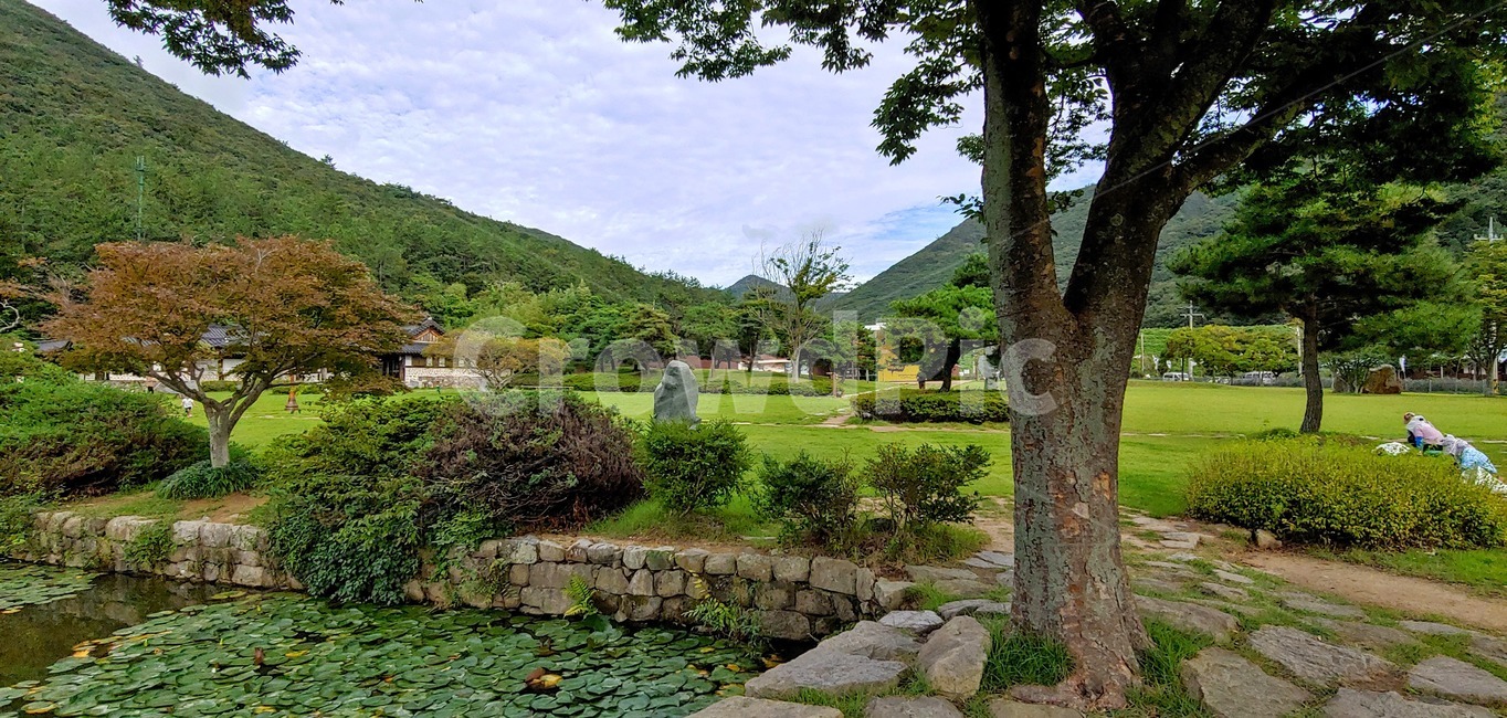 tree,나무,plant,식물,한옥,정원,잔디