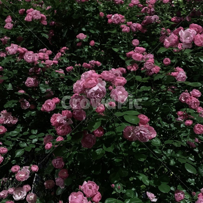 장미,장미덩쿨,밤,꽃,분홍장미