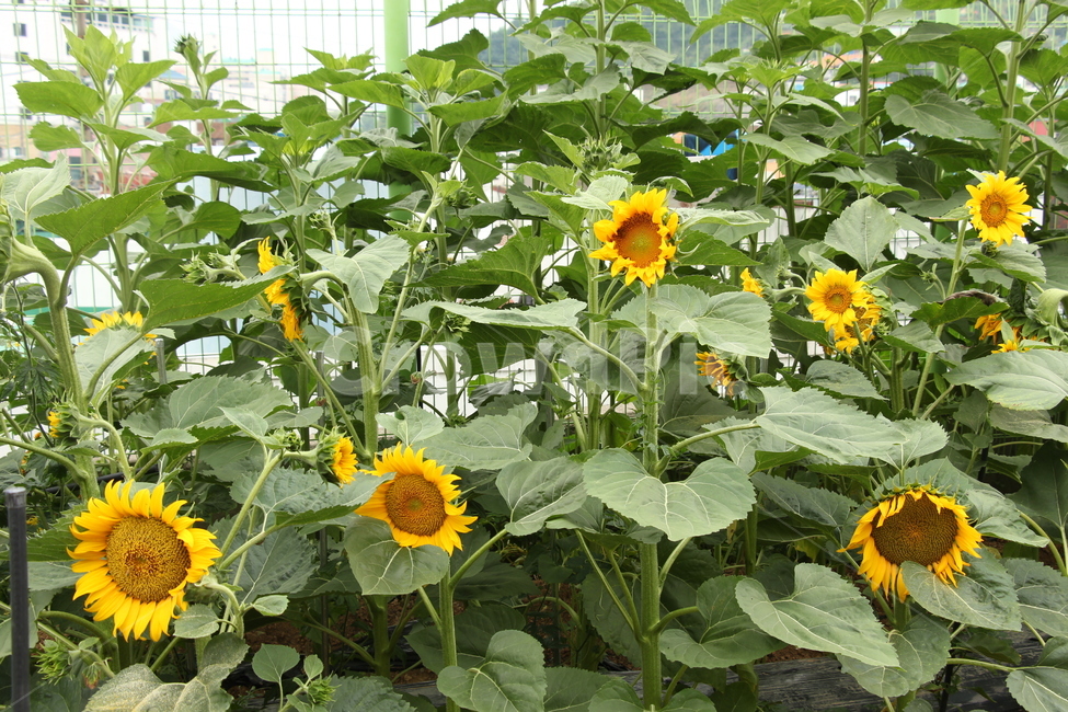 해바라기,식물,plant,꽃,flower,sunflower,식물,자연,plants,nature,꽃,flower