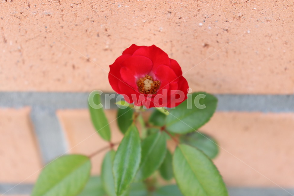 식물,꽃,장미,꽃잎,plant,flower