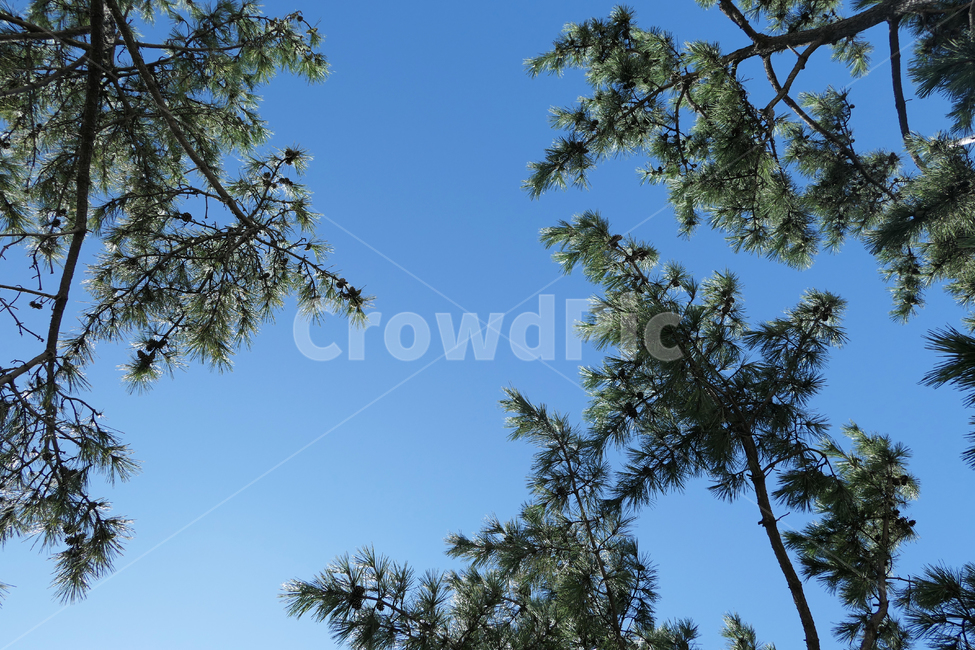 소나무,하늘,pinetree,sky,나무,tree,식물,자연,plants,nature,나무,trees,wood