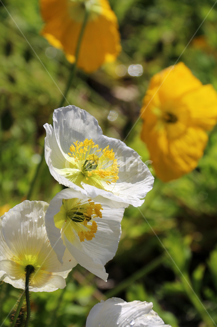 일본,가고시마,꽃,봄,자연,튤립,tulip,바람