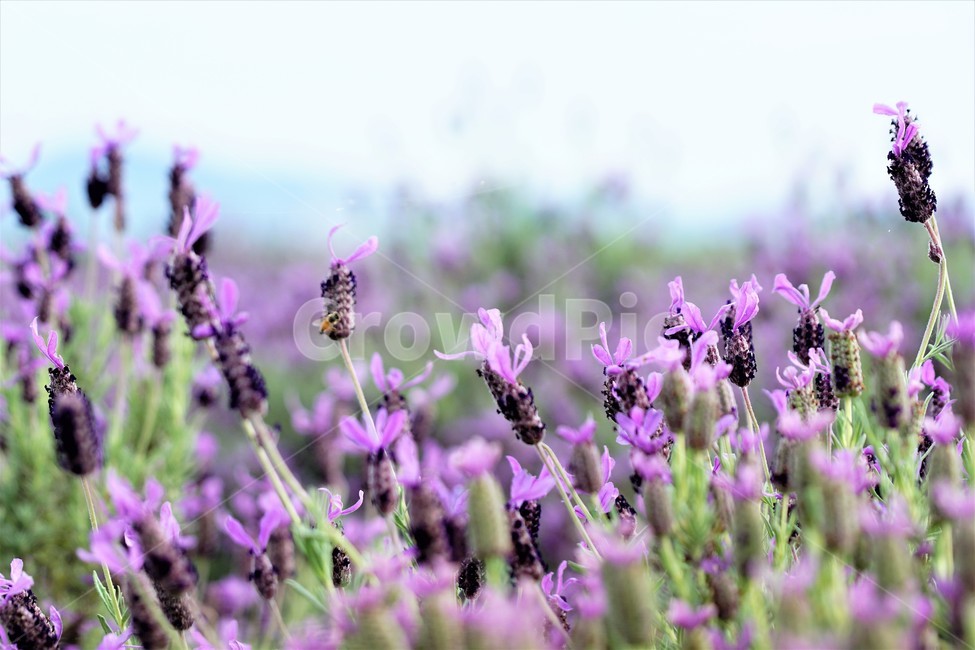 라벤더,꽃,식물,보라색,자연,봄,nature,flower,purple,violet,spring,식물,자연,plants,nature,꽃,flower