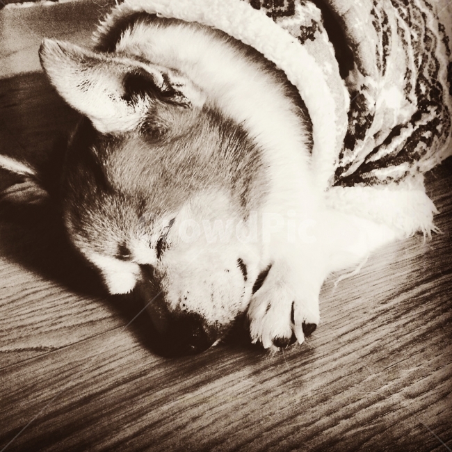 노견,행복,잠,따뜻함,장판,동물,animal,포유류,mammal,개,강아지,dog,doggy,흑백,모노톤,monochrome,black and white