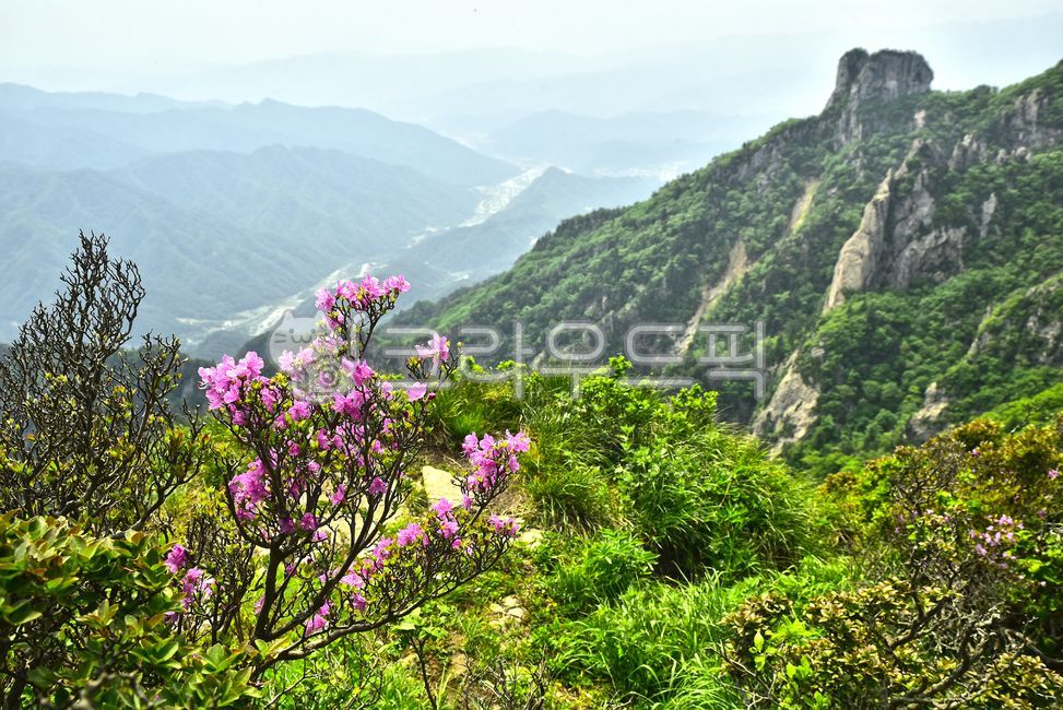 설악산,한국자연경관,산,국립공원,털진달래,암봉,벼랑,낭떠러지,절벽,능선,마운틴,자연,산등성이,봉우리,높은산,산맥,mountain,tree,nature,environment,환경,배경,바탕,백그라운드,야외,옥외,아웃도어,힐링,고산준봉,신록,녹음,계절,시즌,첩첩산중,서북능선,외설악,야생화,고산식물