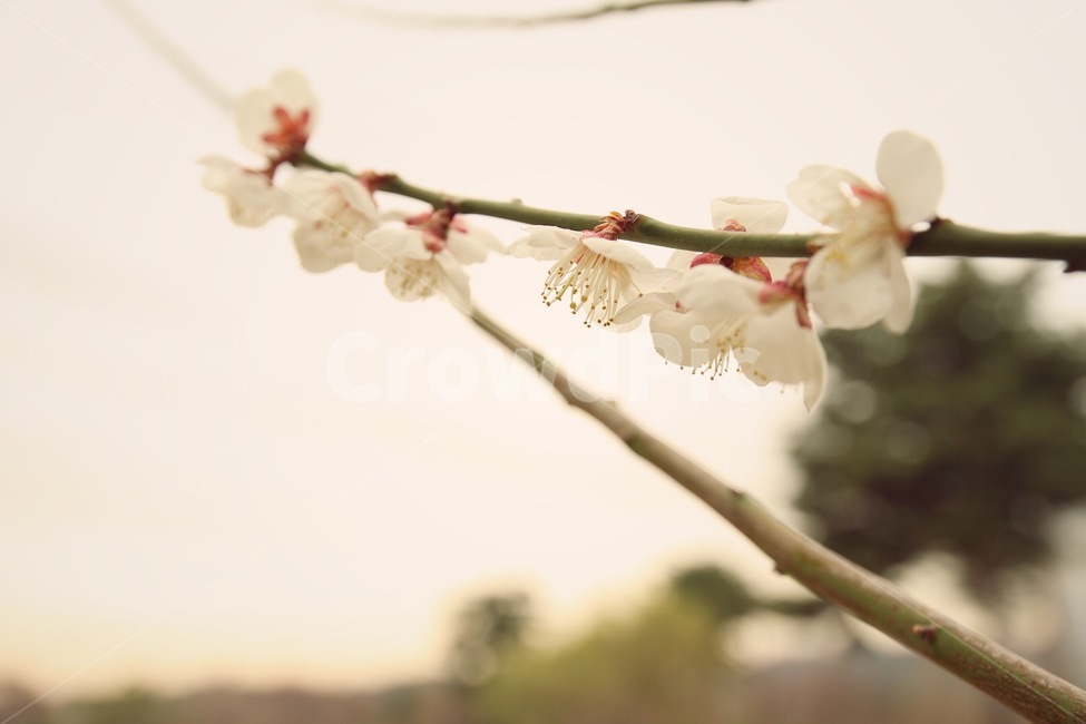 꽃,매화,봄,꽃잎,힐링,봄,계절,spring,season,plant,식물,flower,blossom