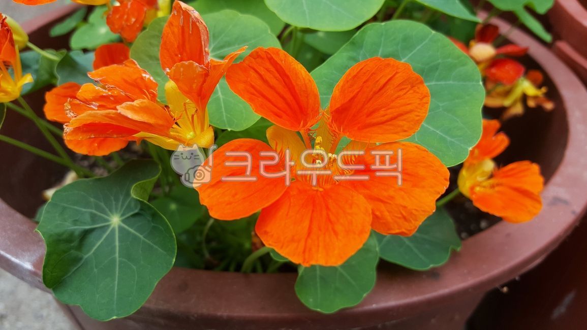 nasturtium,Its a rubber band,plant,Nasturtium flower,flower