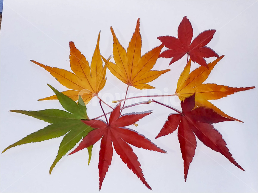 단풍잎,나뭇잎,가을,잎,낙엽,식물,autumn,leaf,leaves,maple,fall,plant,계절,season,가을,계절,fall,autumn,season,식물,자연,plants,nature