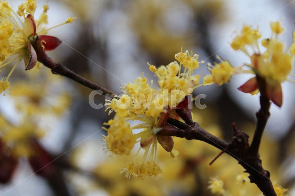 Cornus officinalis flower,Cornus officinalis,nature,plant,yellow,Cornus officinalis tree,flower