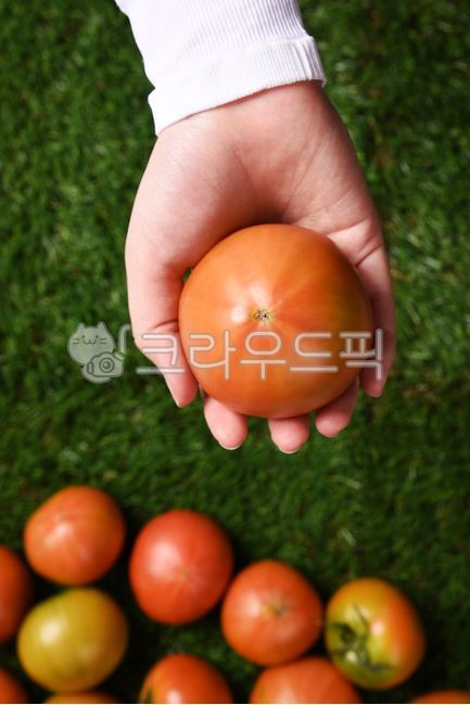 Tomato Dishes,fruit,tomato,vegetable,food