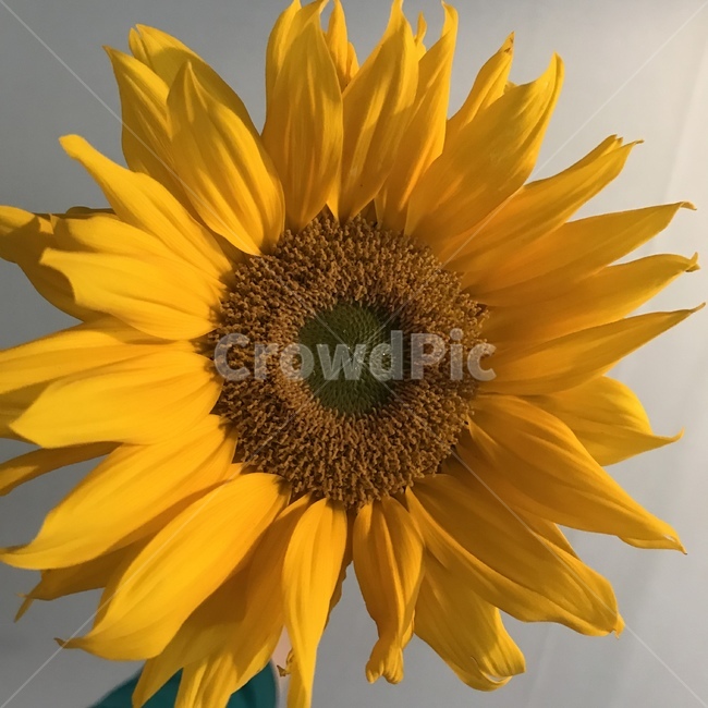 해바라기,꽃,sunflower,노란색,flower,식물,식물,자연,plants,nature,꽃,flower