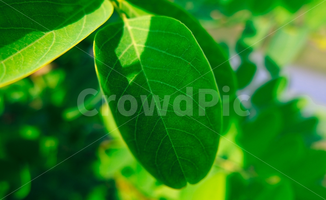 잎,감성,감성사진,후지카메라,여름,사진,식물,자연,plants,nature