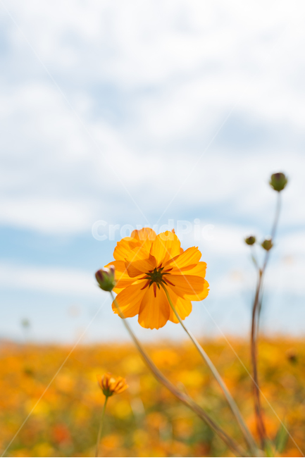 코스모스,황화코스모스,가을꽃,꽃무리,가을공원,가을,계절,fall,autumn,season,plant,식물
