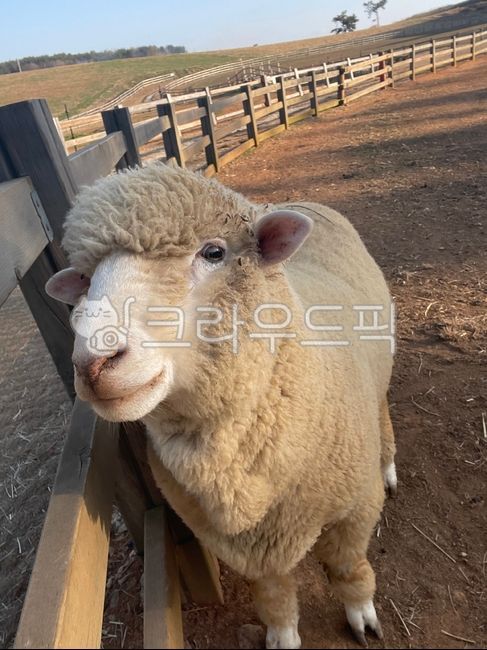 animal, 동물, livestock, 가축, sheep, 사진,이미지,일러스트,캘리그라피 - 보오올작가