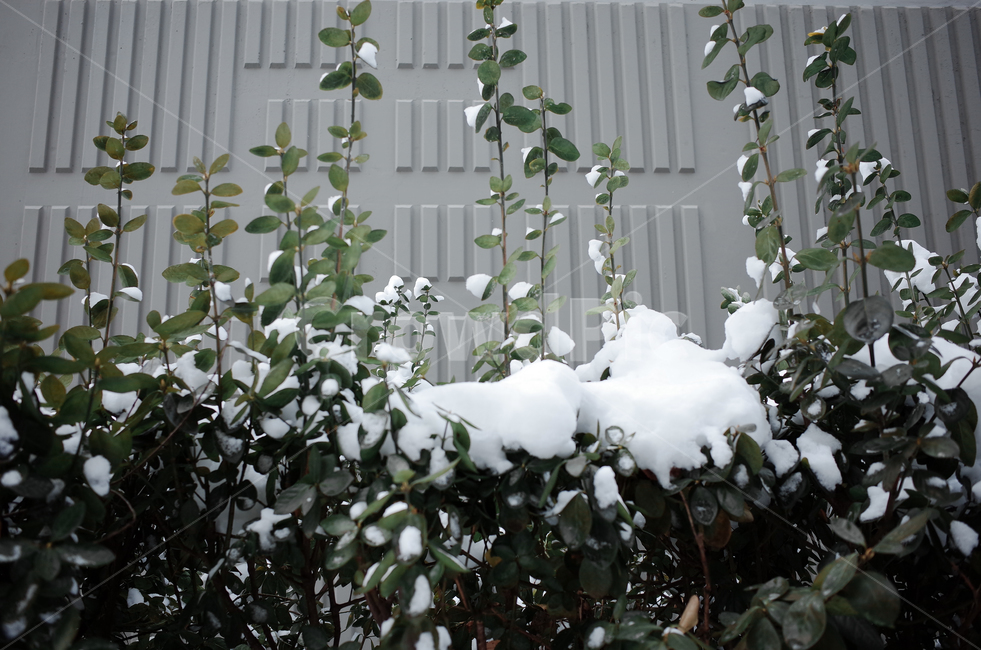 겨울,winter,눈,첫눈,snow,낙엽,나뭇잎,나무,얼음,ice,frozen,겨울,계절,winter,season