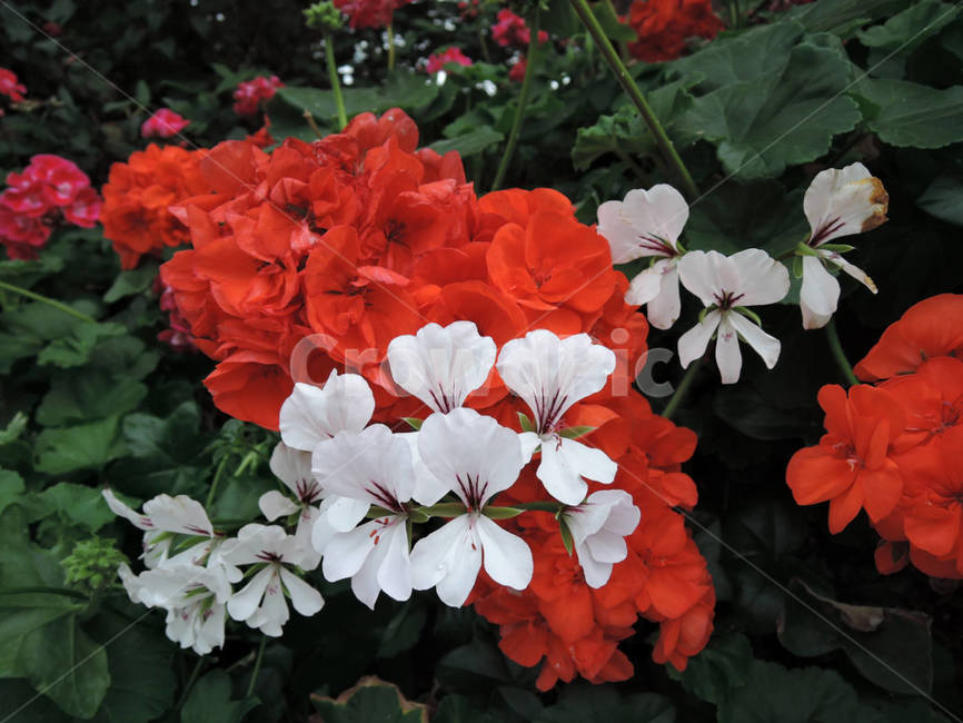 꽃,식물,flower,가든,garden,정원,예쁜,화려한,식물,자연,plants,nature,꽃,flower