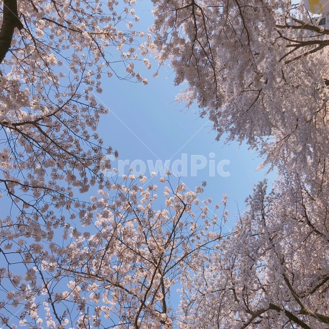 군항제,벚꽃,축제,꽃,봄