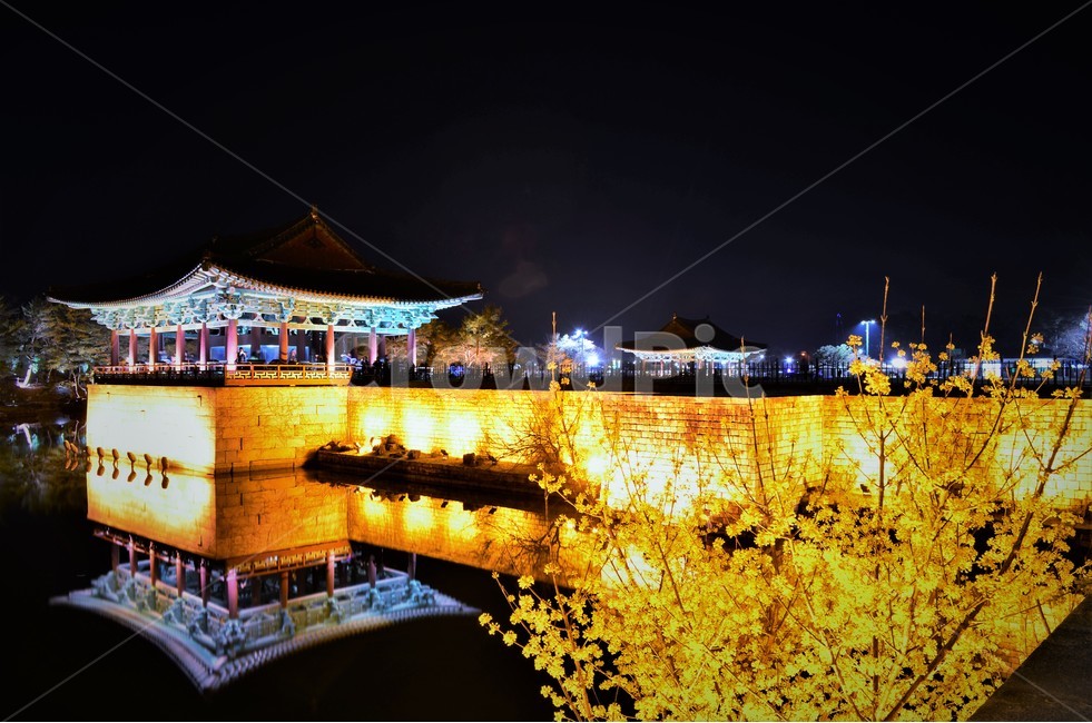 경주,안압지,개나리,감성,야경,봄,계절,spring,season,야경,밤,풍경,nightscape,night,landscape,한국전통,한국문화,korean traditional,korean culture,랜드마크,landmark,tourist attraction,한국랜드마크,한국관광지,한국명소,korea landmark,korea tourist attraction,building,건물,architecture,건축물,worship,예배,shrine,신사,temple,신전