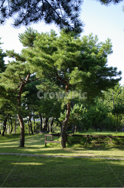 나무,풍경,숲,소나무,식물,plant,자연,풍경,nature,landscape,tree,tree trunk,나무 줄기