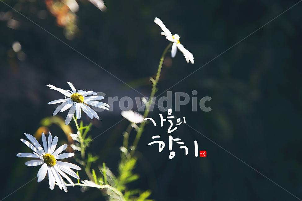 가을,자연,꽃,야생화,풍경,캘리그라피,식물,자연,plants,nature,꽃,flower,캘리그라피,손글씨,calligraphy