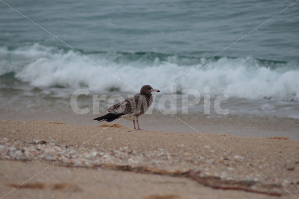 갈매기,바다,파도,바닷가,모래사장,동물,새,조류,gull,해변가,해변,해변,바다,beach,sea,동물,animal,조류,새,birds