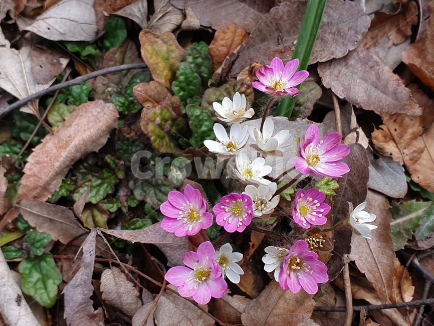 flower,꽃,노루귀,야생화,봄꽃,들꽃
