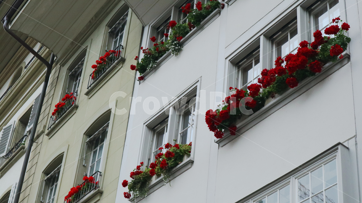 plant,식물,flower,꽃,blossom,red,창문,window,건물,유럽,여행,유럽여행,관광,건축물,건물외관,exterior,building,structure,architecture,construction