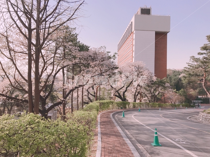 출근길,벚꽃길,벚꽃나들이,벚꽃,풍경,cherryblossom,sakura