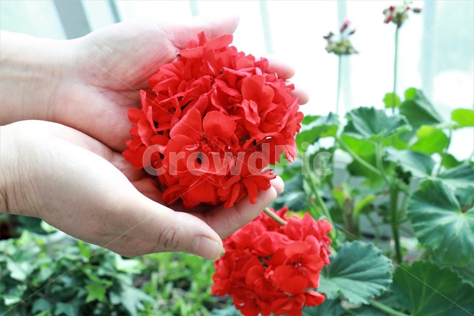 자연,풍경,꽃,선물,사랑,빨간색,행복,마음,식물,자연,plants,nature,꽃,flower