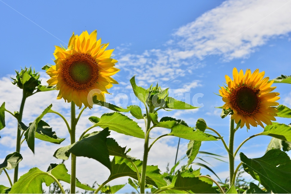 nature,자연,outdoors,옥외,허눌,구름,파란하늘,plant,식물,leaf,잎,해바라기,해바라기밭,여름,계절,summer,season