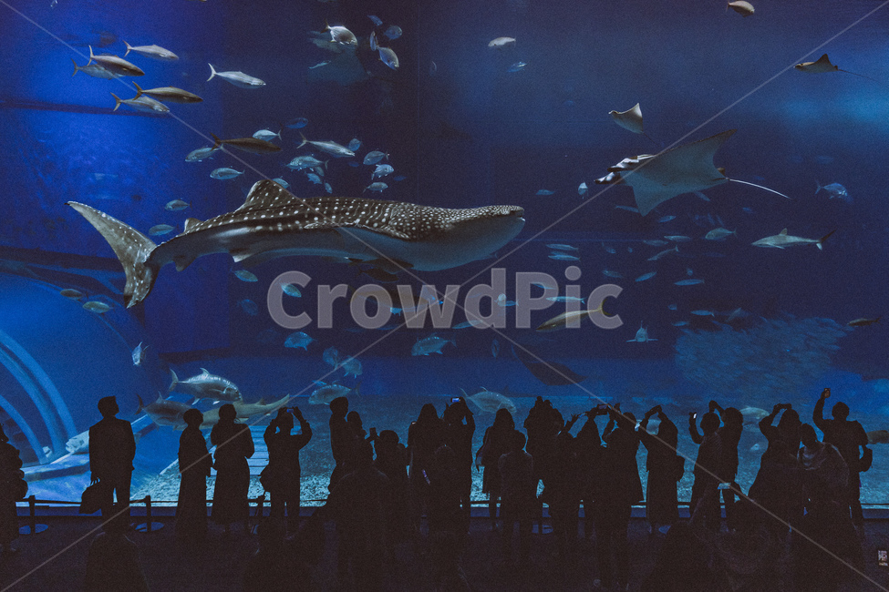 수족관,물,물고기,fish,아쿠아리움