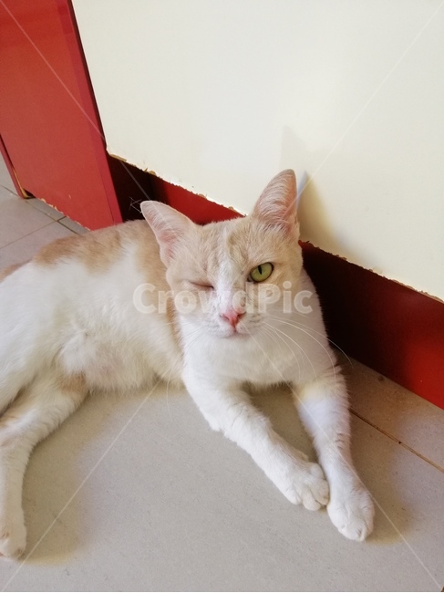 고양이,동물,cat,kitten,반려묘