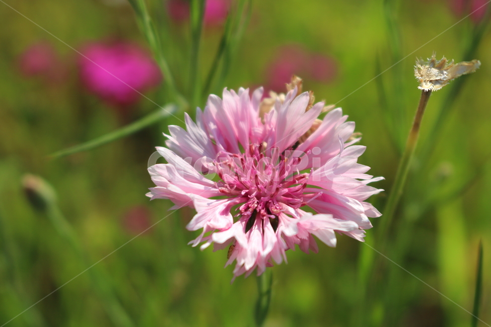 수레국화,꽃,국화,식물,수레국화꽃,관상용,원예,식물,자연,plants,nature,꽃,flower
